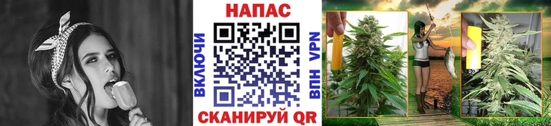 Шишки марихуана марихуана  Купить закладки  Гдов 
